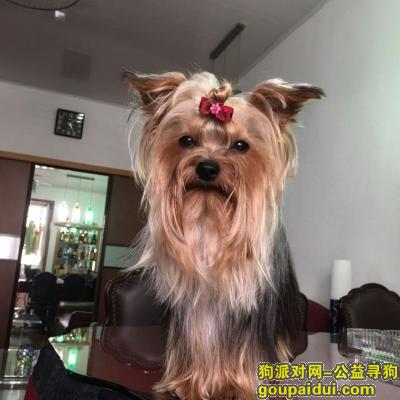 【上海找狗】，我的QQ383810072，它是一只非常可爱的宠物狗狗，希望它早日回家，不要变成流浪狗。