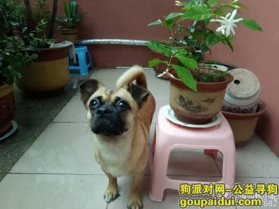 潍坊寻狗启示，寻爱犬，酬谢500元，它是一只非常可爱的宠物狗狗，希望它早日回家，不要变成流浪狗。