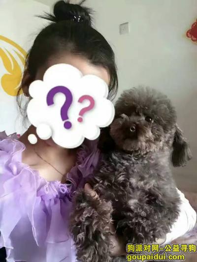 9月26日北京东城寻狗启示，它是一只非常可爱的宠物狗狗，希望它早日回家，不要变成流浪狗。