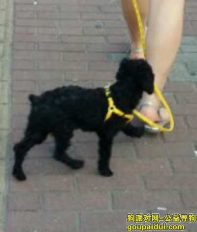 【上海找狗】，寻找上海黑色母泰迪，2016-9-26丢失，它是一只非常可爱的宠物狗狗，希望它早日回家，不要变成流浪狗。