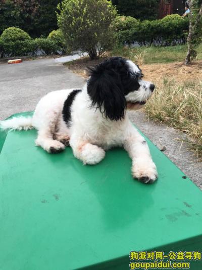 【杭州找狗】，杭州市萧山区南秀路寻宠，它是一只非常可爱的宠物狗狗，希望它早日回家，不要变成流浪狗。