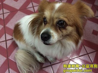 2016.9.25晚5点左右在上海市虹口区凉城路上铁道口丢失，它是一只非常可爱的宠物狗狗，希望它早日回家，不要变成流浪狗。