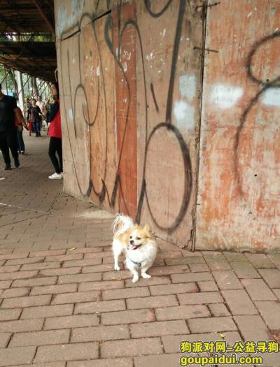 【广州找狗】，康王中路与中山七路交界处发现柯基，它是一只非常可爱的宠物狗狗，希望它早日回家，不要变成流浪狗。