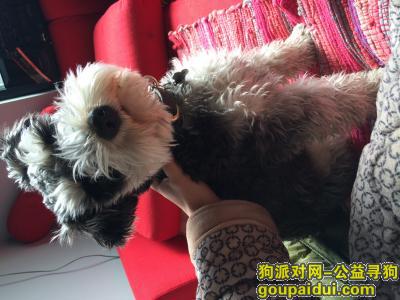 【北京找狗】，通州宋庄小堡环岛附近公雪纳瑞在十一走丢，它是一只非常可爱的宠物狗狗，希望它早日回家，不要变成流浪狗。