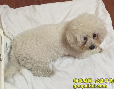 【郑州找狗】，河南省郑州市紫荆山南路与南四环酬谢6千元寻找比熊，它是一只非常可爱的宠物狗狗，希望它早日回家，不要变成流浪狗。