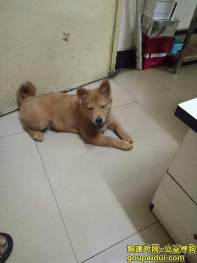 【西安找狗】，寻找金毛串种公狗六个月左右，它是一只非常可爱的宠物狗狗，希望它早日回家，不要变成流浪狗。