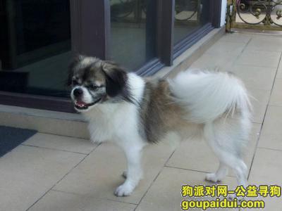 台州寻狗，蝴蝶串串家附近走丢，好心人拜托帮帮忙，它是一只非常可爱的宠物狗狗，希望它早日回家，不要变成流浪狗。