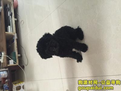 石家庄寻狗启示，寻找黑色9个月大公泰迪狗，它是一只非常可爱的宠物狗狗，希望它早日回家，不要变成流浪狗。