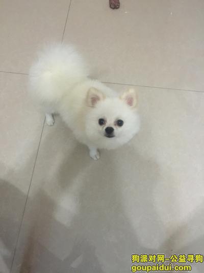 十月四日下午五点在广州昌岗悦昊服装市场丢失一只博美公狗，它是一只非常可爱的宠物狗狗，希望它早日回家，不要变成流浪狗。