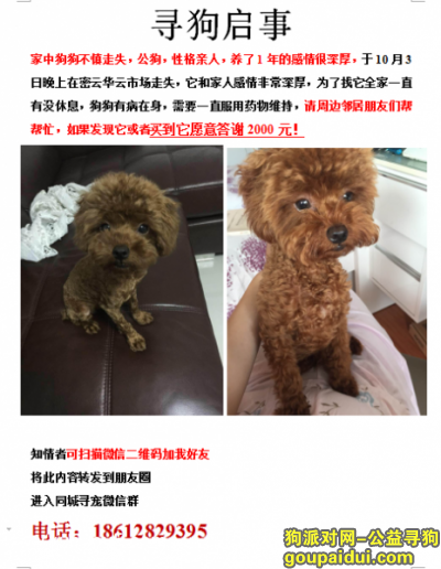 【北京找狗】，北京密云区寻找爱犬，大家帮忙转发，它是一只非常可爱的宠物狗狗，希望它早日回家，不要变成流浪狗。