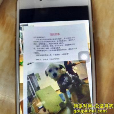 【北京找狗】，昌平区的一只中华田园犬跑丢了，它是一只非常可爱的宠物狗狗，希望它早日回家，不要变成流浪狗。
