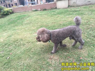 徐州寻狗启示，徐州古彭女人街酬谢5万元寻找灰色泰迪，它是一只非常可爱的宠物狗狗，希望它早日回家，不要变成流浪狗。