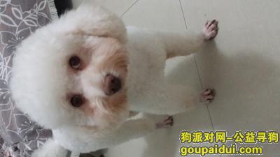 【重庆找狗】，寻爱犬想想，在重庆渝北人和走失，望有心人帮助其回家，它是一只非常可爱的宠物狗狗，希望它早日回家，不要变成流浪狗。