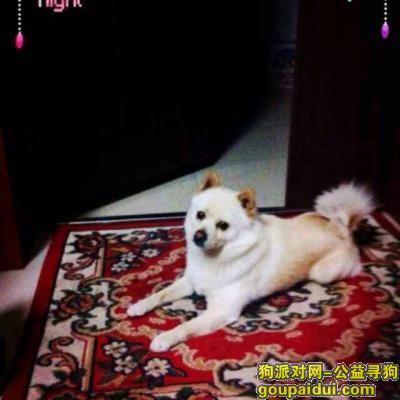 南通寻狗，10月8日丢失一只黄色小狗，在南通市崇川区刘桥镇燕港村走失，它是一只非常可爱的宠物狗狗，希望它早日回家，不要变成流浪狗。