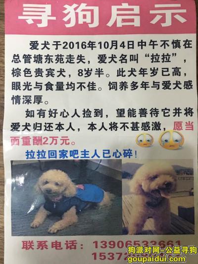【杭州找狗】，杭州市城北祥园路总管塘东苑酬谢两万元寻找贵宾，它是一只非常可爱的宠物狗狗，希望它早日回家，不要变成流浪狗。