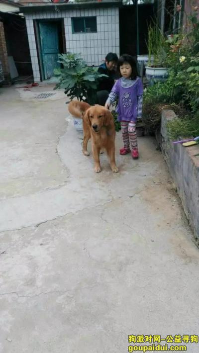 寻找爱狗（金毛，公），它是一只非常可爱的宠物狗狗，希望它早日回家，不要变成流浪狗。