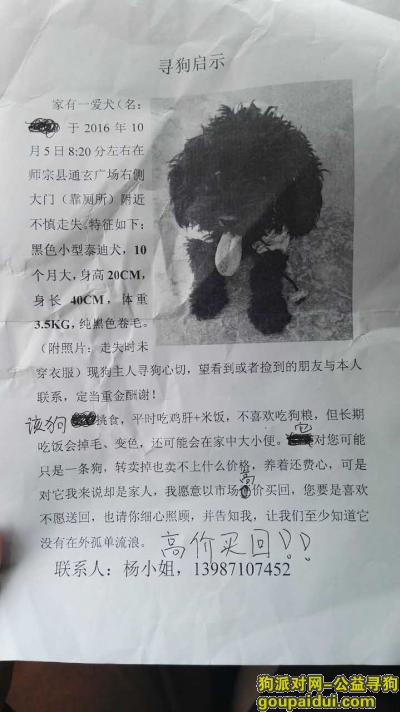 【曲靖找狗】，云南省 曲靖市师宗丹寻找黑色泰迪，它是一只非常可爱的宠物狗狗，希望它早日回家，不要变成流浪狗。