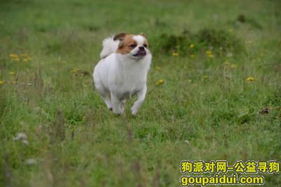【北京找狗】，狗狗走丢了 特别着急 帮忙寻找必有重谢，它是一只非常可爱的宠物狗狗，希望它早日回家，不要变成流浪狗。