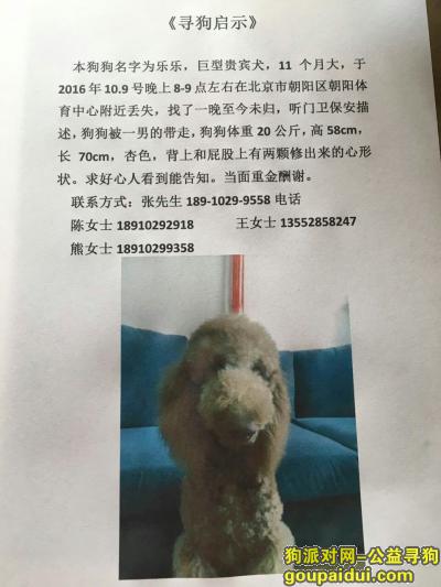 【北京找狗】，乐乐丢了，求好心人帮忙一起找，它是一只非常可爱的宠物狗狗，希望它早日回家，不要变成流浪狗。