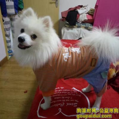 【芜湖找狗】，寻白色成年博美一只！望好心人帮忙，它是一只非常可爱的宠物狗狗，希望它早日回家，不要变成流浪狗。