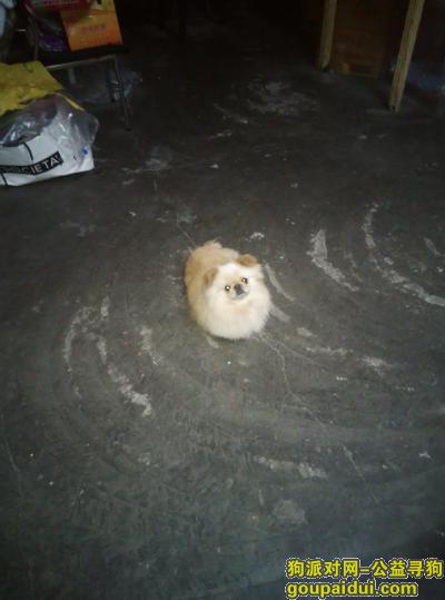 寻狗启事！创业路许安公寓附近丢失一只京巴狗！！，它是一只非常可爱的宠物狗狗，希望它早日回家，不要变成流浪狗。