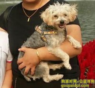 【南京找狗】，狗狗毛毛在南京建宁路附近丢失，它是一只非常可爱的宠物狗狗，希望它早日回家，不要变成流浪狗。