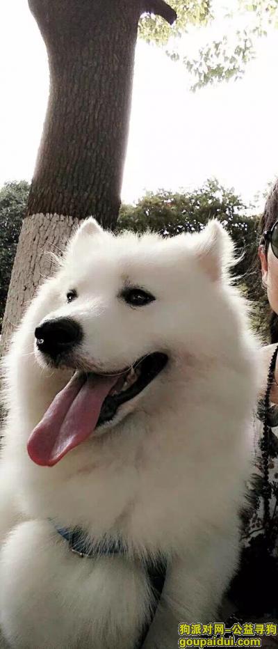 在岳阳南湖附近丢失了一只母萨摩耶，它是一只非常可爱的宠物狗狗，希望它早日回家，不要变成流浪狗。