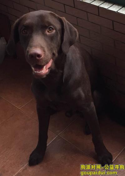丢失巧克力色拉布拉多一只，好心人帮帮忙，它是一只非常可爱的宠物狗狗，希望它早日回家，不要变成流浪狗。