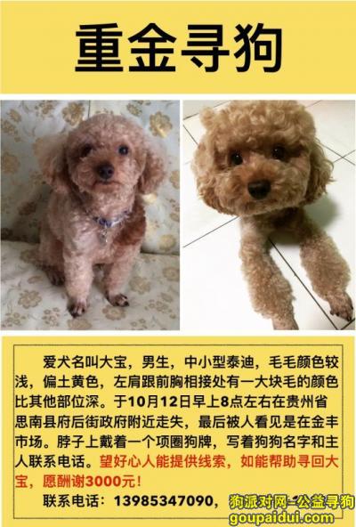 贵州省思南县府后街酬谢3000元寻找泰迪，它是一只非常可爱的宠物狗狗，希望它早日回家，不要变成流浪狗。