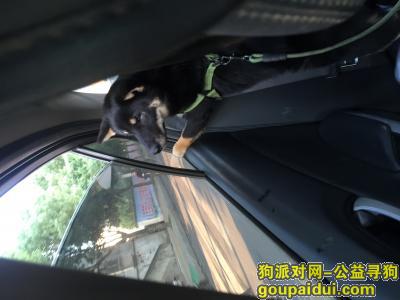 江西九江寻找丢失快24小时的狗狗，它是一只非常可爱的宠物狗狗，希望它早日回家，不要变成流浪狗。