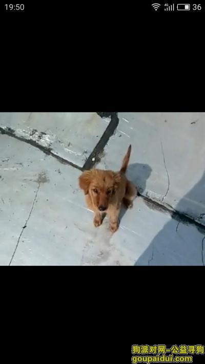【太原找狗】，三个月大的金毛狗狗在亲贤北街太航附近丢失，它是一只非常可爱的宠物狗狗，希望它早日回家，不要变成流浪狗。