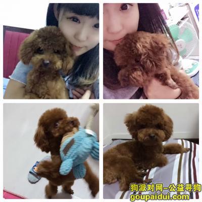 哈尔滨寻狗启示，九个月大的泰迪狗丢失，它是一只非常可爱的宠物狗狗，希望它早日回家，不要变成流浪狗。