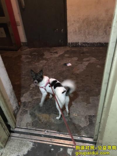 北京东城区安定门寻找爱犬，它是一只非常可爱的宠物狗狗，希望它早日回家，不要变成流浪狗。