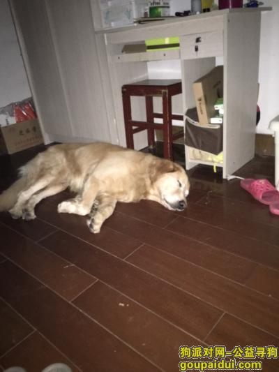 【济南捡到狗】，10月18日历下区百花公园附近捡到金毛犬一只，它是一只非常可爱的宠物狗狗，希望它早日回家，不要变成流浪狗。