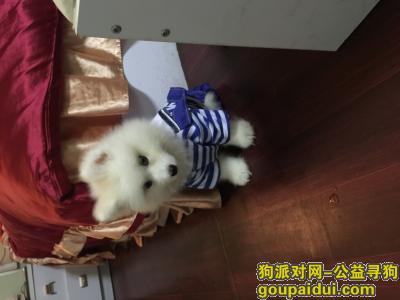 【广州找狗】，我家狗狗小坦克被人抱走至今未归，请朋友多多帮忙寻找，它是一只非常可爱的宠物狗狗，希望它早日回家，不要变成流浪狗。
