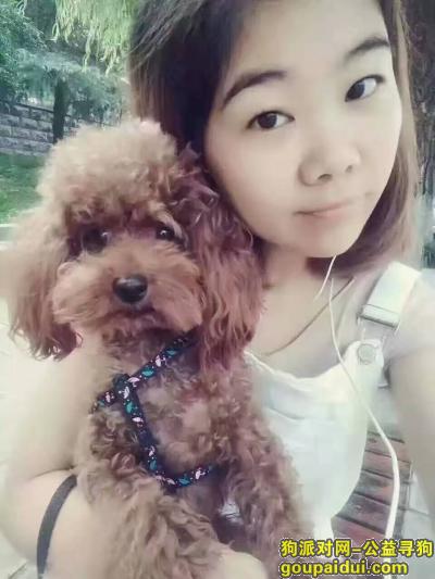 济宁寻狗启示，山东济宁吉安小区寻狗，它是一只非常可爱的宠物狗狗，希望它早日回家，不要变成流浪狗。
