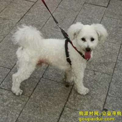 【上海找狗】，徐汇区寻找“汤圆”小白狗，它是一只非常可爱的宠物狗狗，希望它早日回家，不要变成流浪狗。