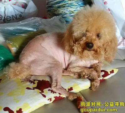 上海黄浦区寻狗-泰迪，它是一只非常可爱的宠物狗狗，希望它早日回家，不要变成流浪狗。