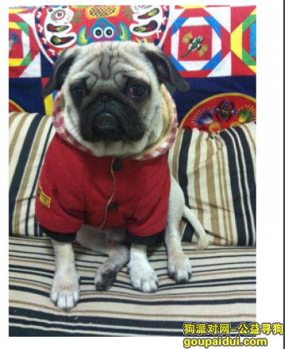 寻找巴哥犬，上海嘉定区嘉定新城寻找巴哥犬，它是一只非常可爱的宠物狗狗，希望它早日回家，不要变成流浪狗。