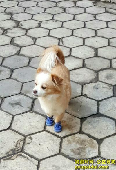 哈尔滨找狗，寻狗启示：黄白相间小型犬，剃短毛，它是一只非常可爱的宠物狗狗，希望它早日回家，不要变成流浪狗。