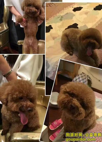 【上海找狗】，上海杨浦区闸殷路寻找泰迪，它是一只非常可爱的宠物狗狗，希望它早日回家，不要变成流浪狗。