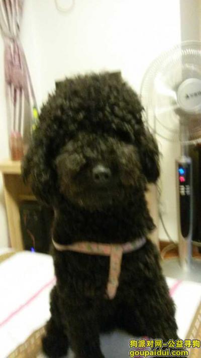 【上海找狗】，闵行区黑色贵宾犬雄性走失QQ782793235，它是一只非常可爱的宠物狗狗，希望它早日回家，不要变成流浪狗。