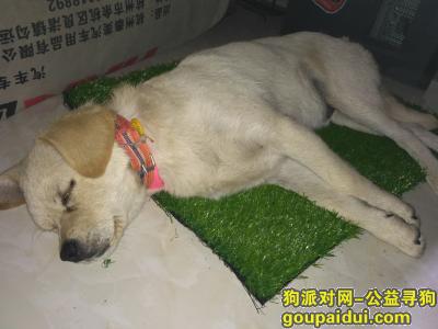 锡山区东亭锡山公安局附近捡到一只狗寻主人，它是一只非常可爱的宠物狗狗，希望它早日回家，不要变成流浪狗。