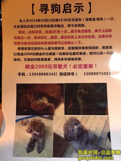 【温州找狗】，浙江省温州市乐清市白石街道寻找棕色泰迪，它是一只非常可爱的宠物狗狗，希望它早日回家，不要变成流浪狗。