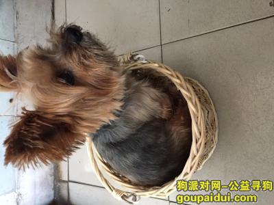 捡到约克夏，10/11晚8时上海杨浦区永吉路上丢失老年约克夏，它是一只非常可爱的宠物狗狗，希望它早日回家，不要变成流浪狗。