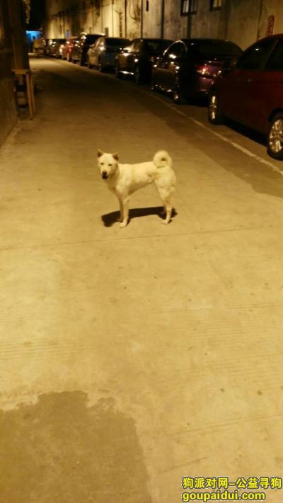 【广州找狗】，寻狗启示白黄色土狗有点瘦小请帮忙留意下，它是一只非常可爱的宠物狗狗，希望它早日回家，不要变成流浪狗。