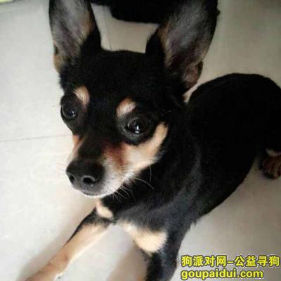 【天津找狗】，天津北辰紧急寻狗必重金答谢，它是一只非常可爱的宠物狗狗，希望它早日回家，不要变成流浪狗。