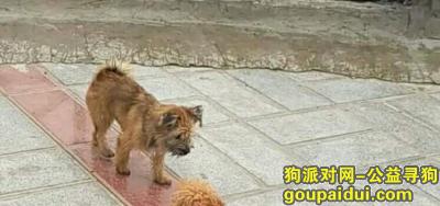 【重庆找狗】，希望好心人找找 找到定有酬谢，它是一只非常可爱的宠物狗狗，希望它早日回家，不要变成流浪狗。