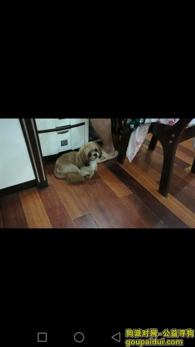 【淮安找狗】，黄色的狗狗，2016年10月16日在淮安市淮安区金汤浴室对面理发店丢掉的，它是一只非常可爱的宠物狗狗，希望它早日回家，不要变成流浪狗。