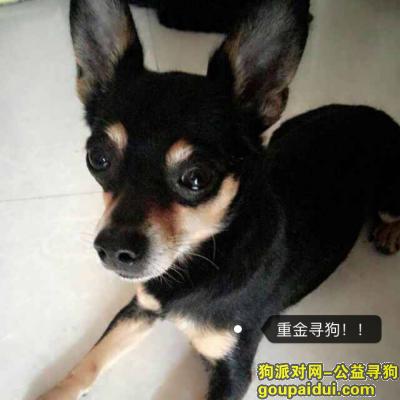 【天津找狗】，天津北辰区紧急寻狗必重金答谢，它是一只非常可爱的宠物狗狗，希望它早日回家，不要变成流浪狗。